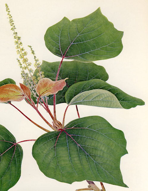 �A�J���K�V��