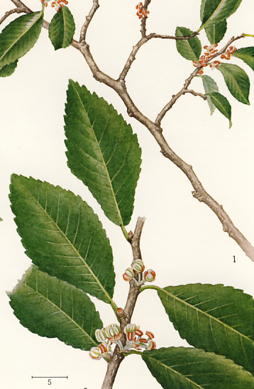 �A�L�j���̗t