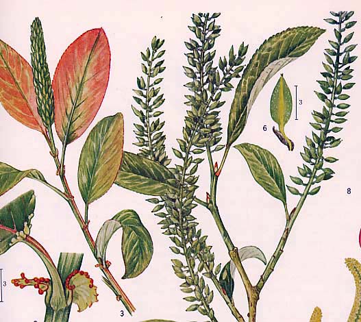 �A�J�����i�M