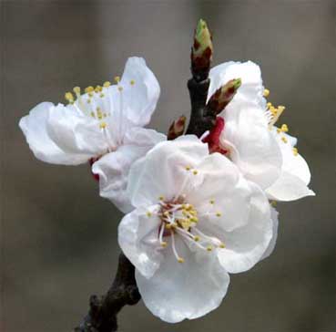 �A���Y�̉�