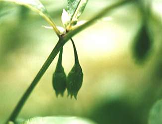 �A�I�z�E�Y�L