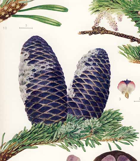 �A�I�����g�h�}�c