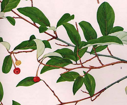 �A���}�O�~