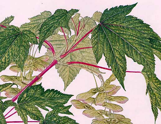 �A�T�m�n�J�G�f