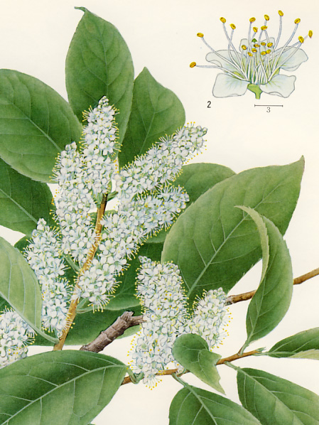 �o�N�`�m�L