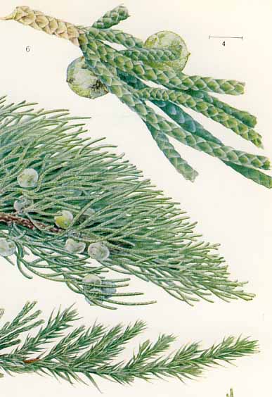 �r���N�V��