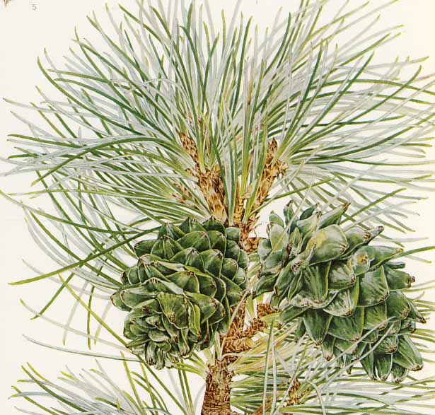 �`���E�Z���S���E