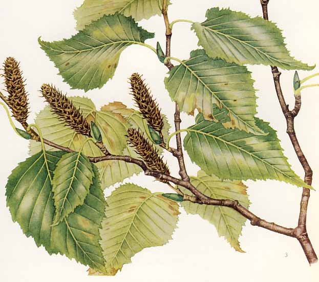 �_�P�J���o