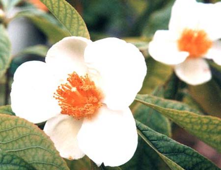 �t�����N�����c���[