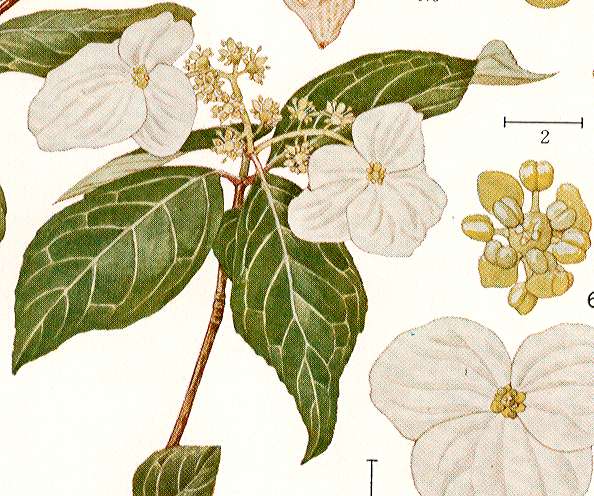 �K�N�E�c�M