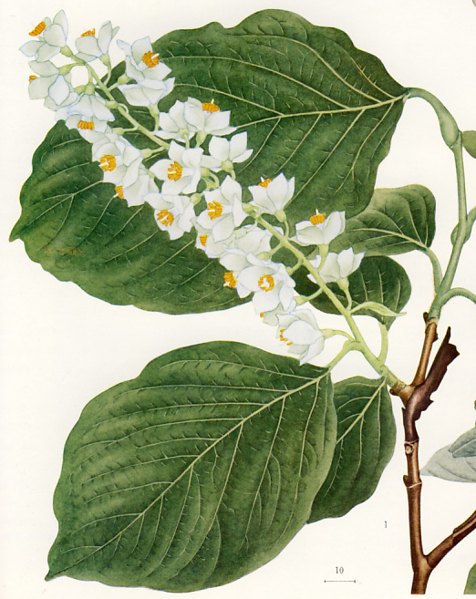 �n�N�E���{�N