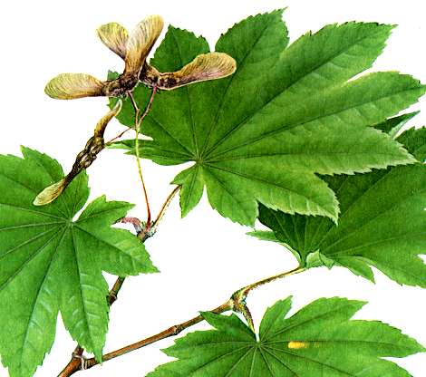 �n�E�`���J�G�f