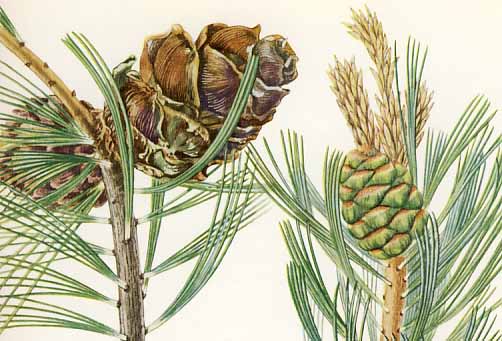 �q���R�}�c