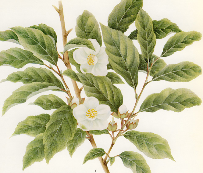 �q���V����