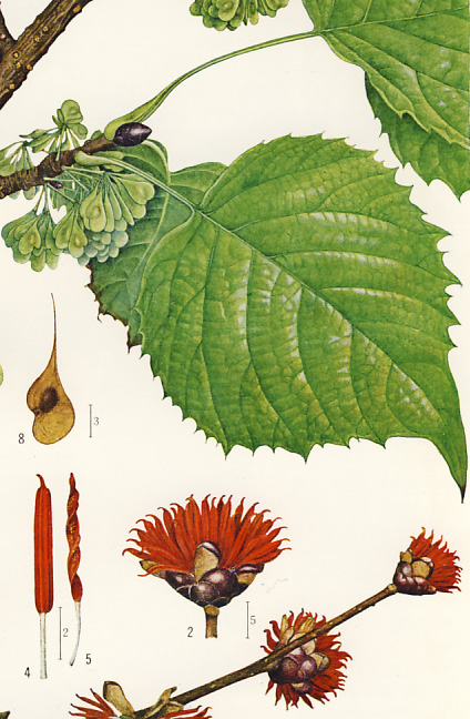 �t�T�U�N��