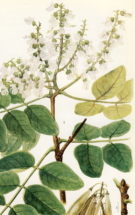 �C�k�G���W��