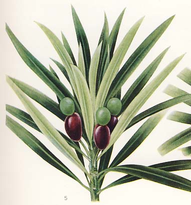 �C�k�}�L�ʎ}