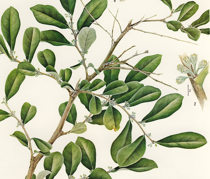 �J���R�m�L