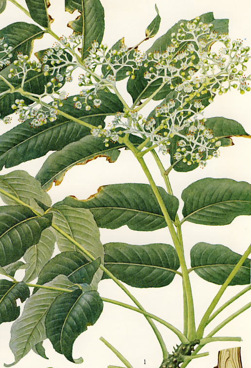 �J���X�U���V���E