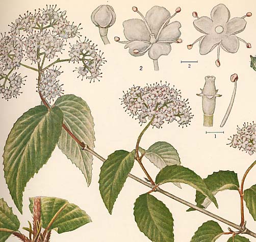 �R�o�m�K�}�Y�~