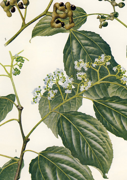 �P���|�i�V