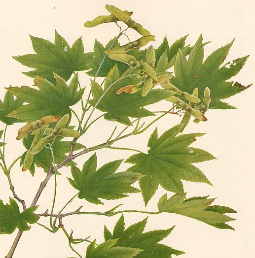 �R�n�E�`���n�J�G�f