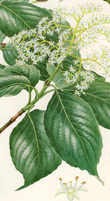 �N�}�m�~�Y�L