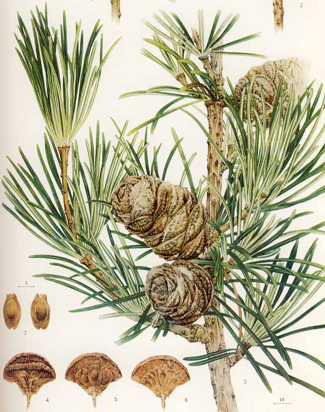 �R�E���}�L