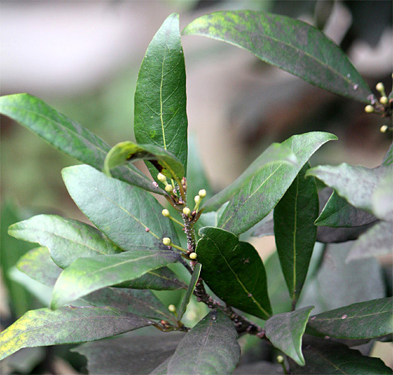 �Q�b�P�C�W��