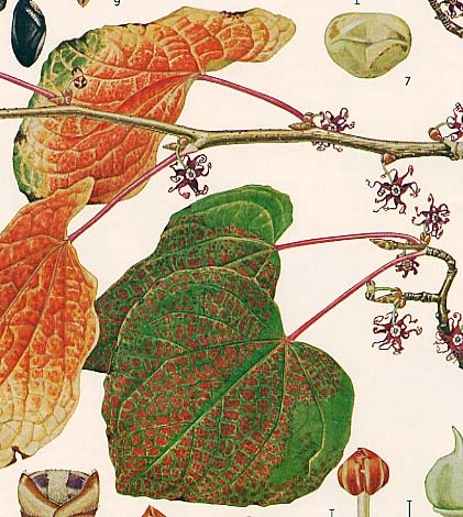 �}���o�m�L