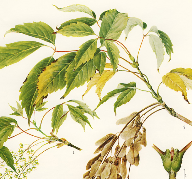 �~�c�f�J�G�f