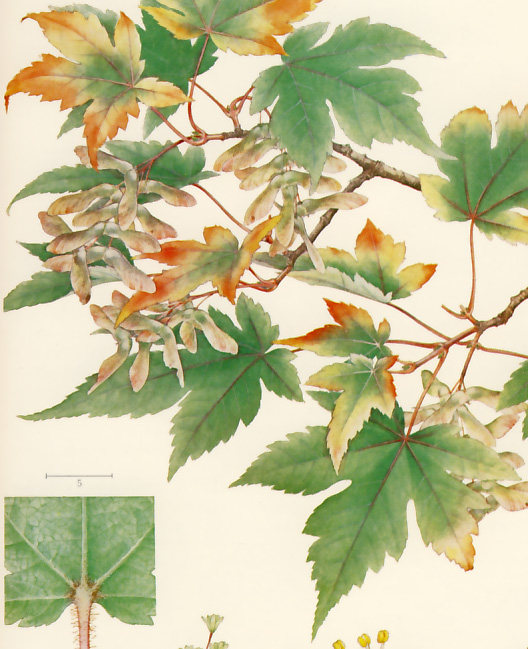 �~�l�J�G�f