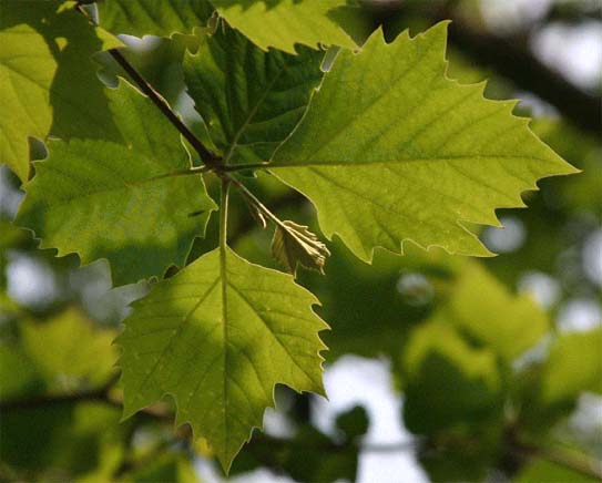 ���~�W�o�X�Y�J�P�̗t