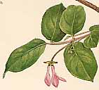 Miyamauguisukagura