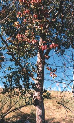 �i���L���n�[