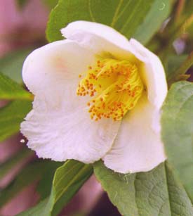 �i�c�c�o�L