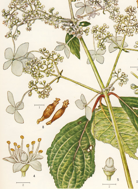 �m���E�c�M