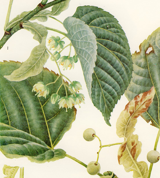 �I�I�o�{�_�C�W��