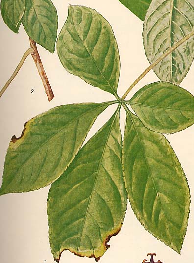 �I�j�E�R�M