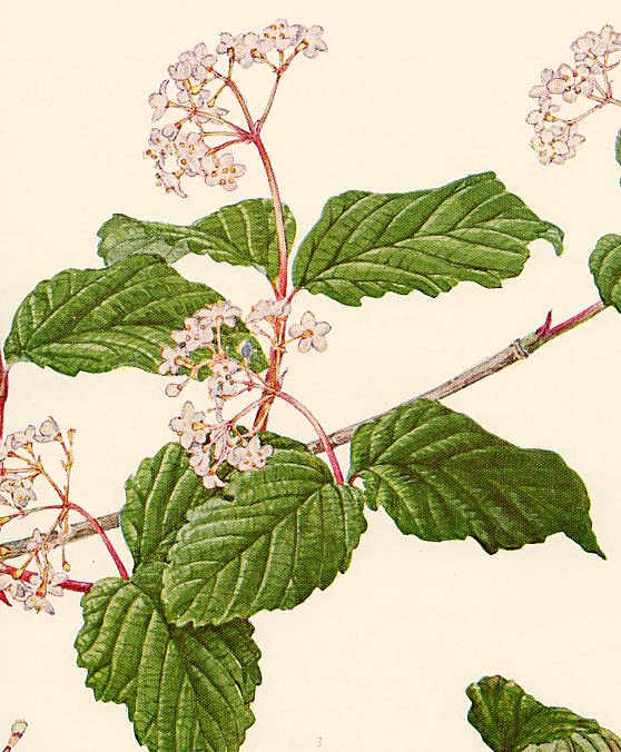 �I�g�R���E�]��