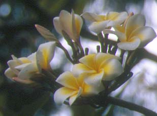 �v�������A