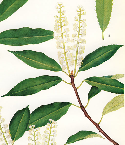 �����{�N