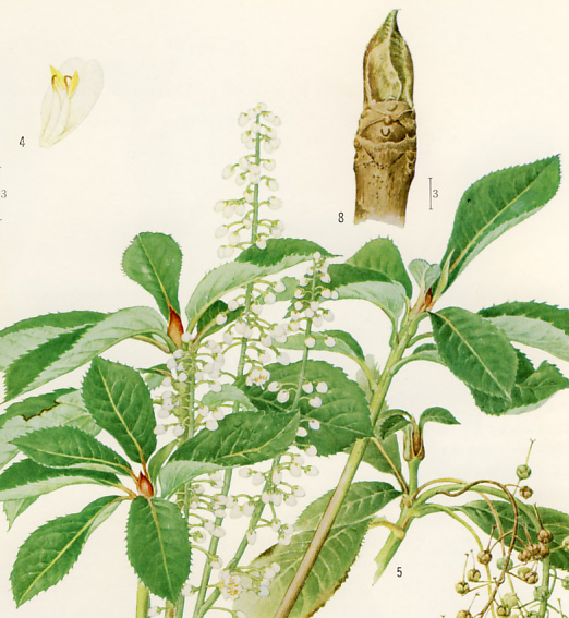 �����E�u