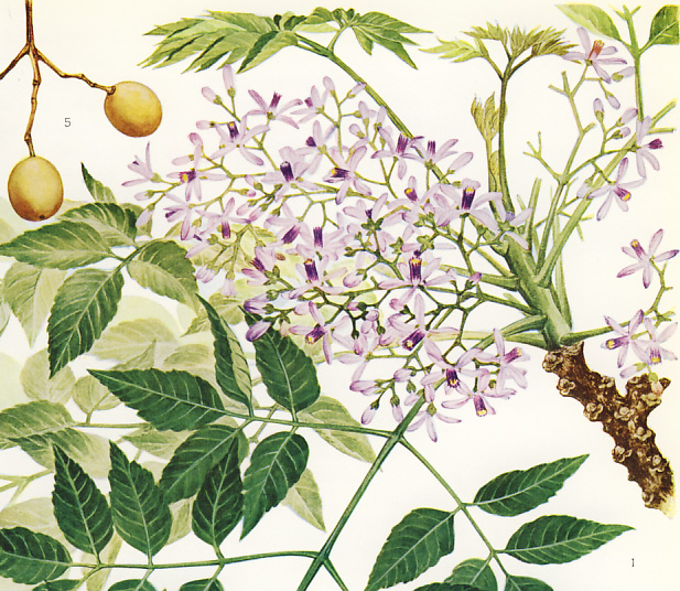 �Z���_��