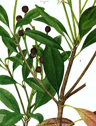 �V�������o�C