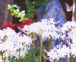 �V���o�i�}���W���V���Q