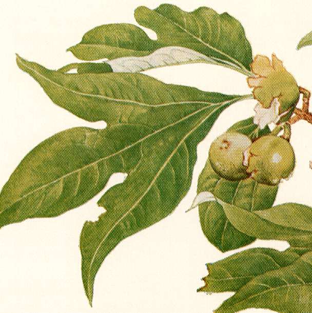 �V�����W