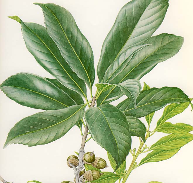 �c�N�o�l�K�V