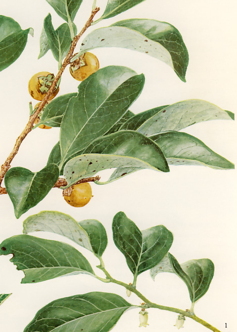 �g�L���K�L