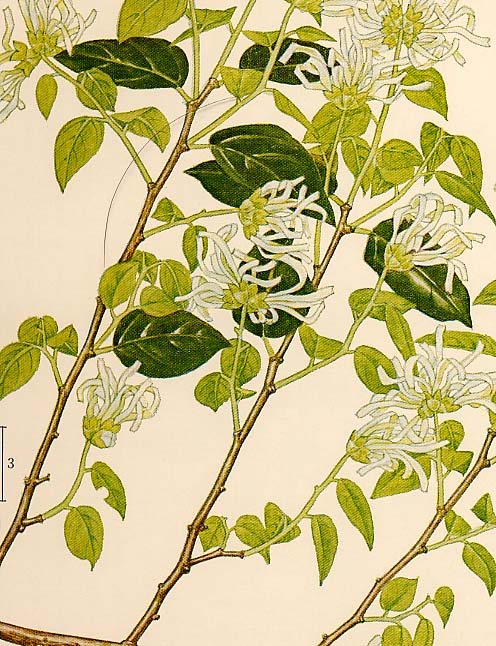 �g�L���}���T�N